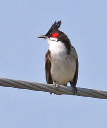 Red-whiskered Bulbul