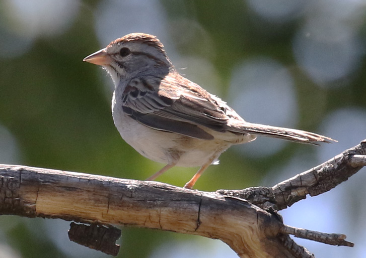 Rufous-crowned Sparrow