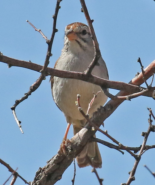 Rufous-crowned Sparrow