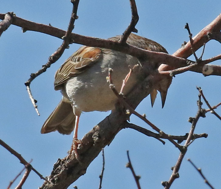 Rufous-crowned Sparrow