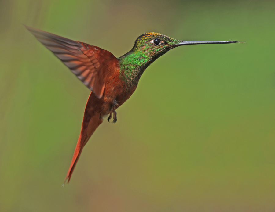 Rainbow Starfrontlet