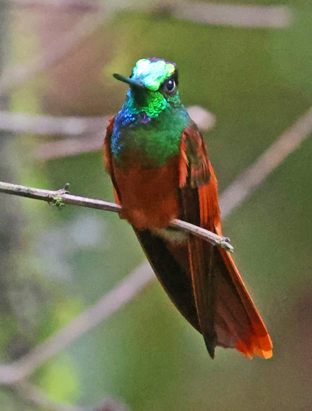 Rainbow Starfrontlet