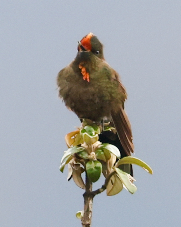 Rainbow-bearded Thornbill