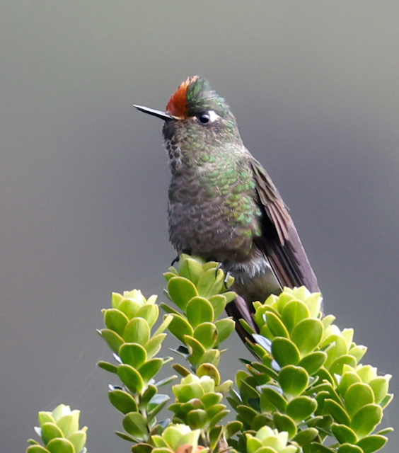 Rainbow-bearded Thornbill