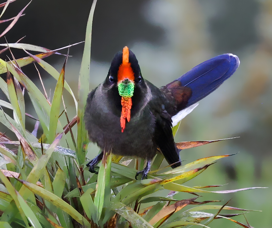 Rainbow-bearded Thornbill