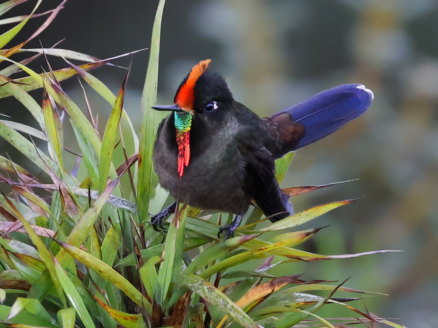 Rainbow-bearded Thornbill