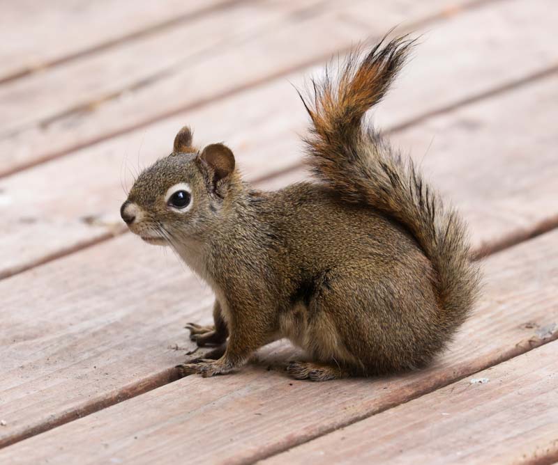 Red Squirrel photo 1