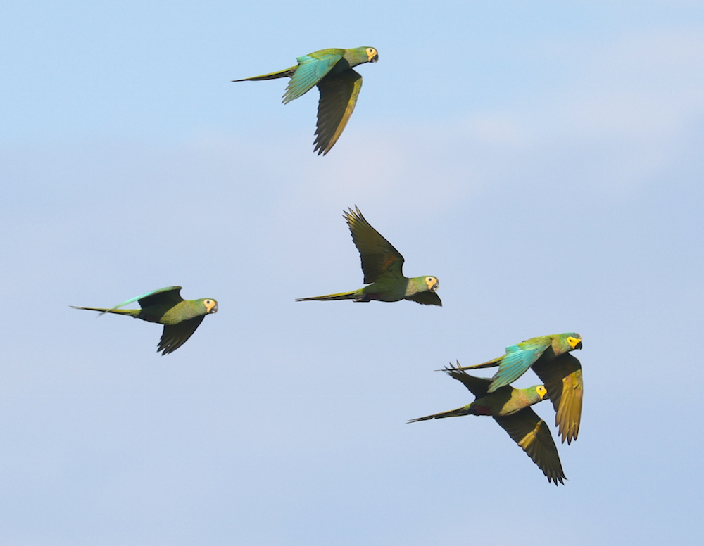 Red-bellied Macaw