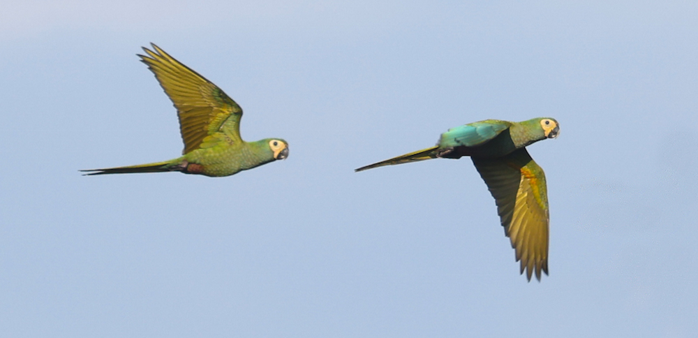 Red-bellied Macaw