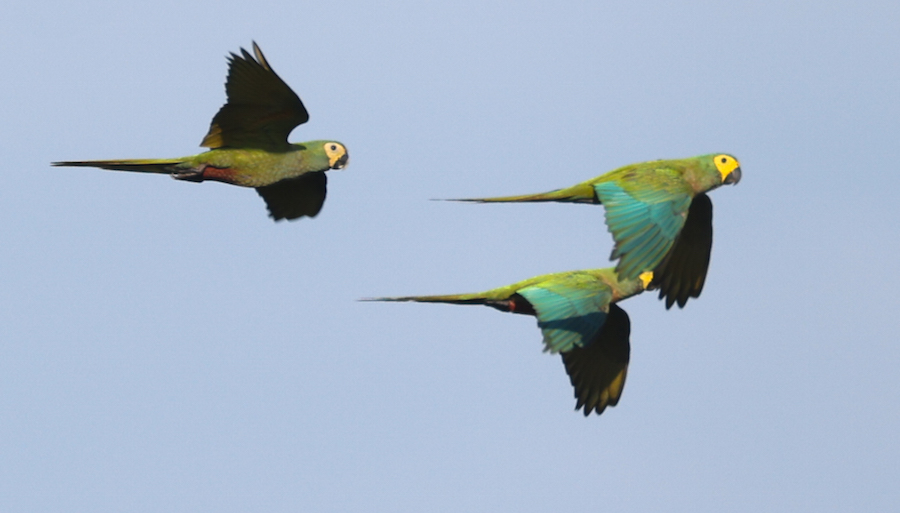 Red-bellied Macaw