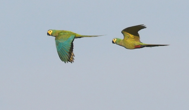 Red-bellied Macaw