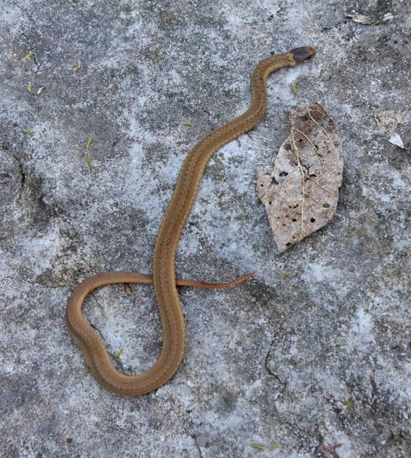 Red-bellied Snake