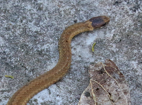 Red-bellied Snake