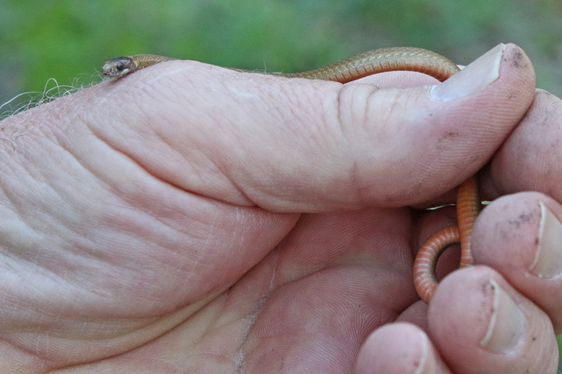 Red-bellied Snake