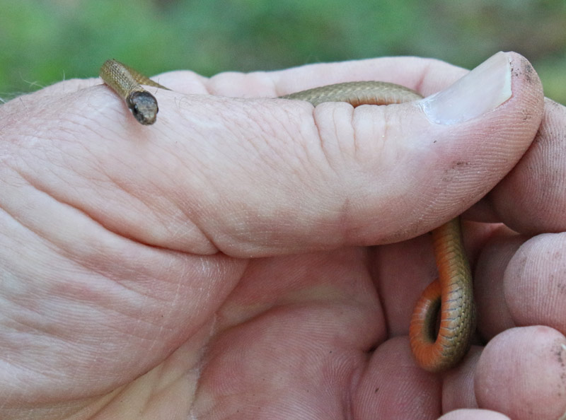 Red-bellied Snake
