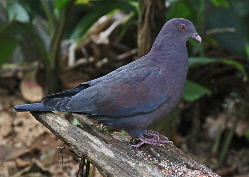 Red-billed Pigeon