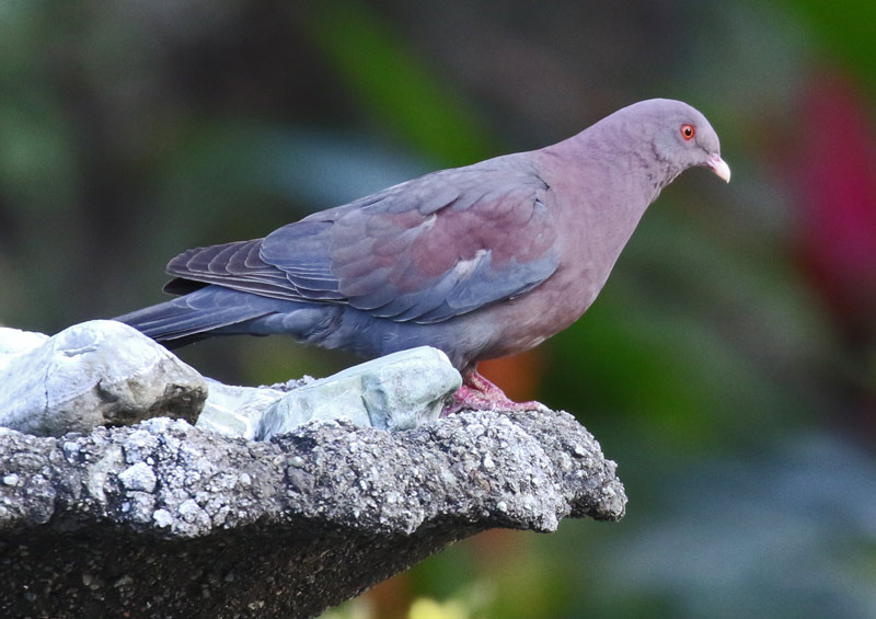 Red-billed Pigeon