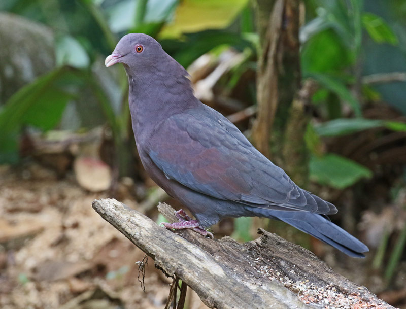 Red-billed Pigeon