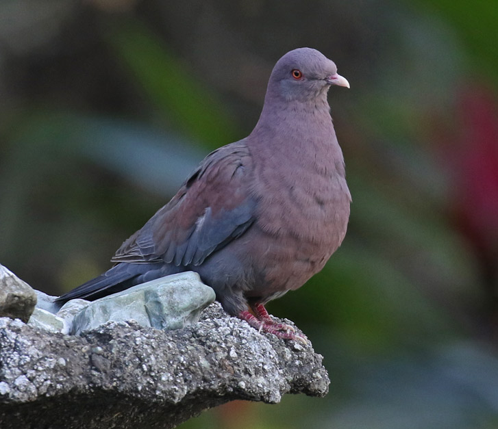 Red-billed Pigeon