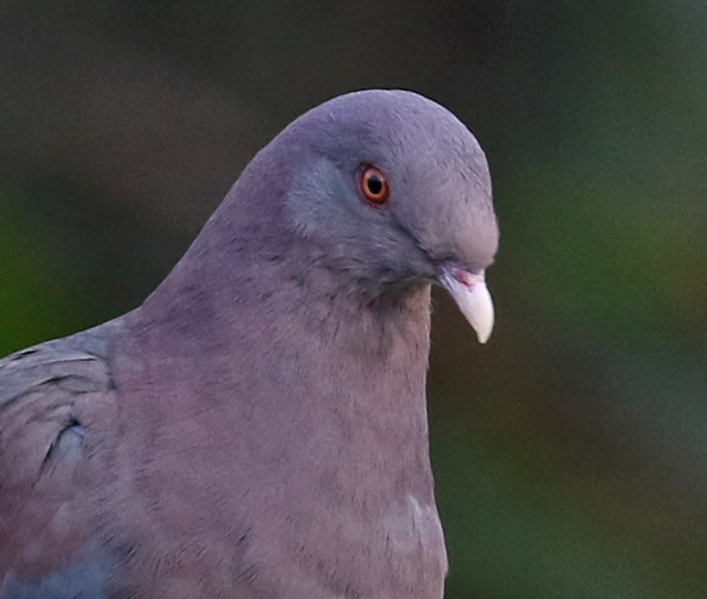 Red-billed Pigeon