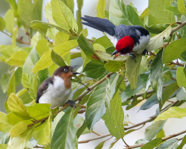 Red-capped Cardinal