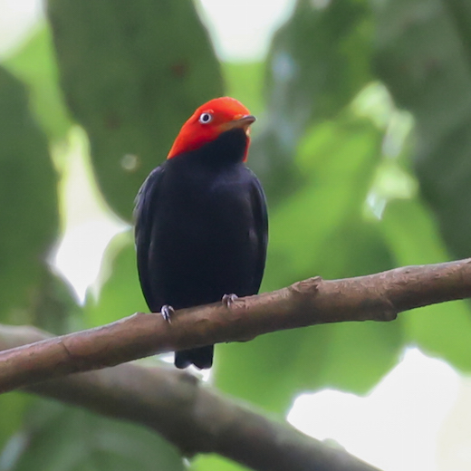 Red-capped Manakin