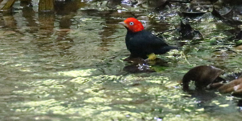 Red-capped Manakin