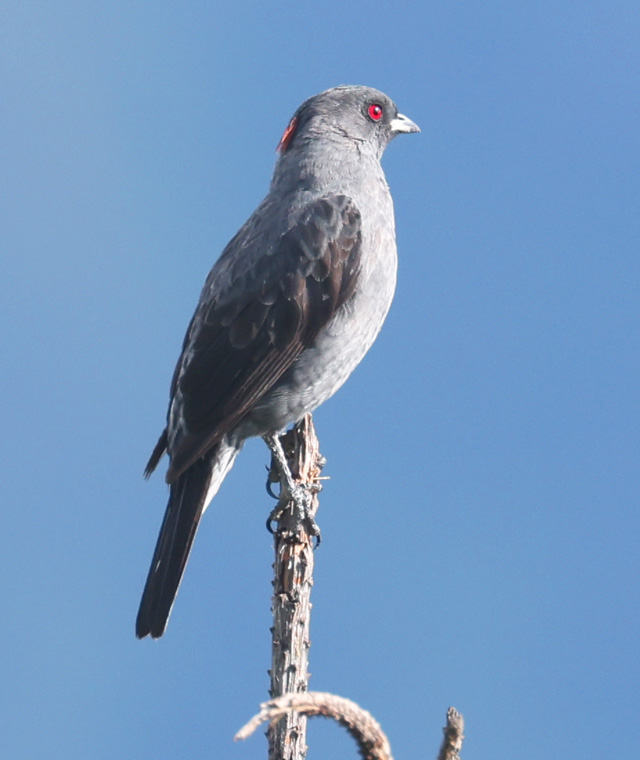 Red-crested Cotinga
