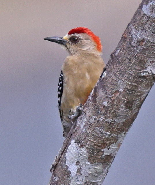 Red-crowned Woodpecker