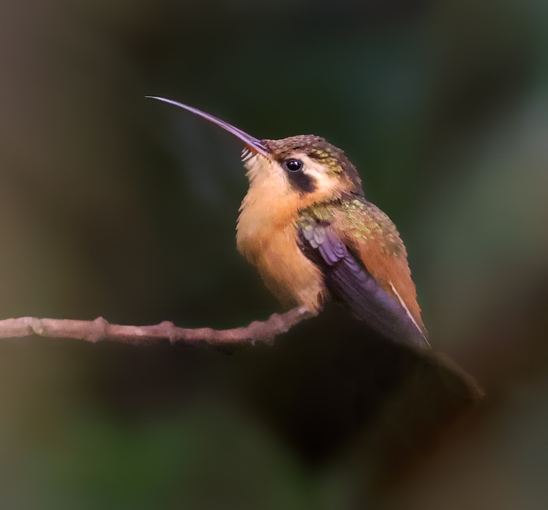 Reddish Hermit