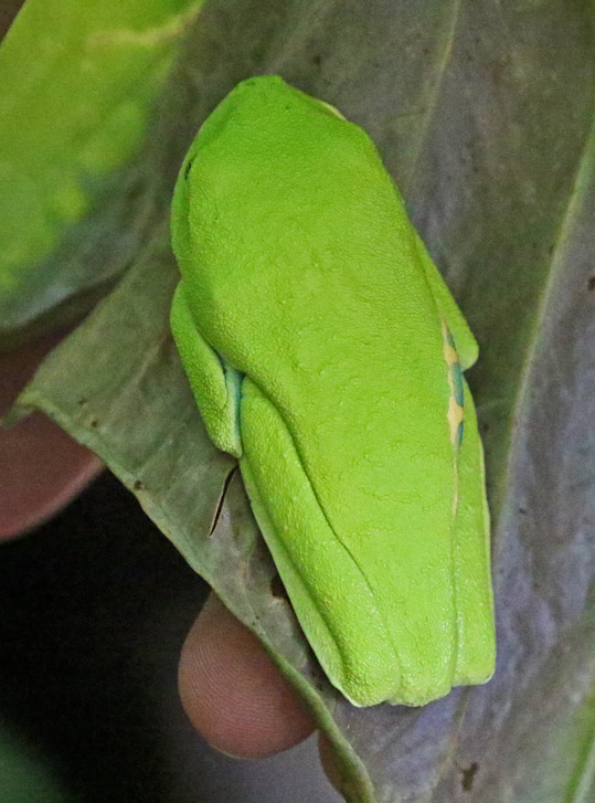 Red-eyed Tree Frog