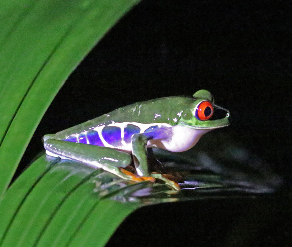 Red-eyed Tree Frog