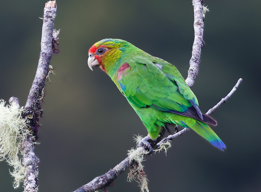 Red-faced Parrot