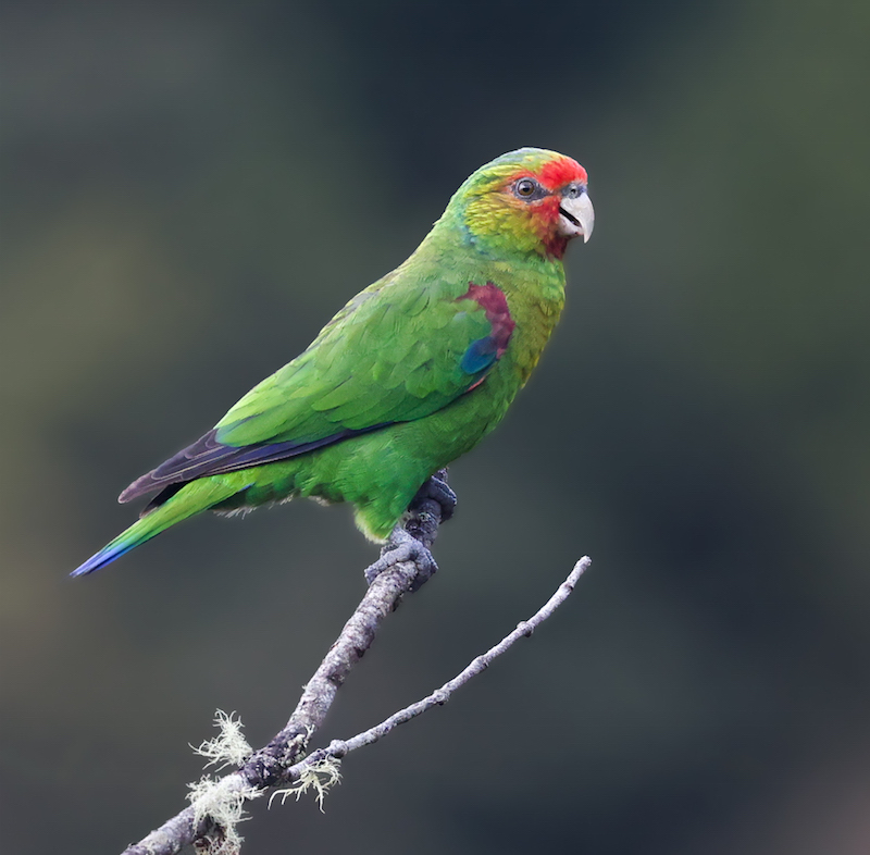 Red-faced Parrot