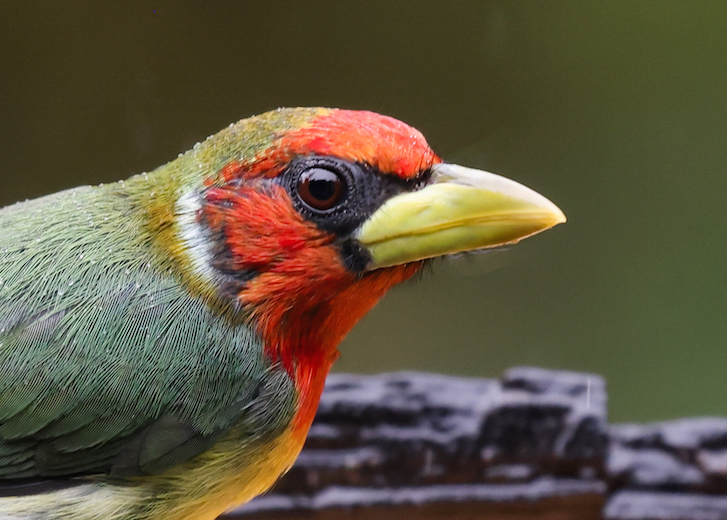 Red-headed Barbet