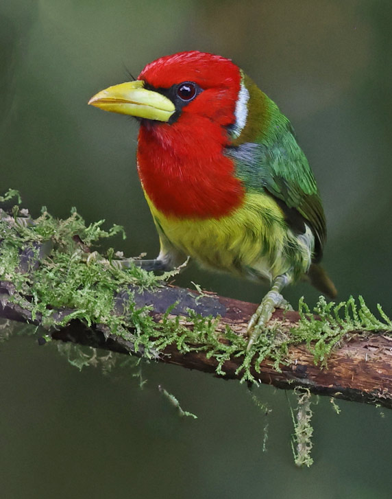 Red-headed Barbet
