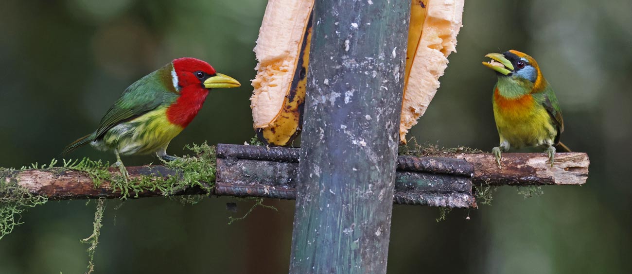 Red-headed Barbet