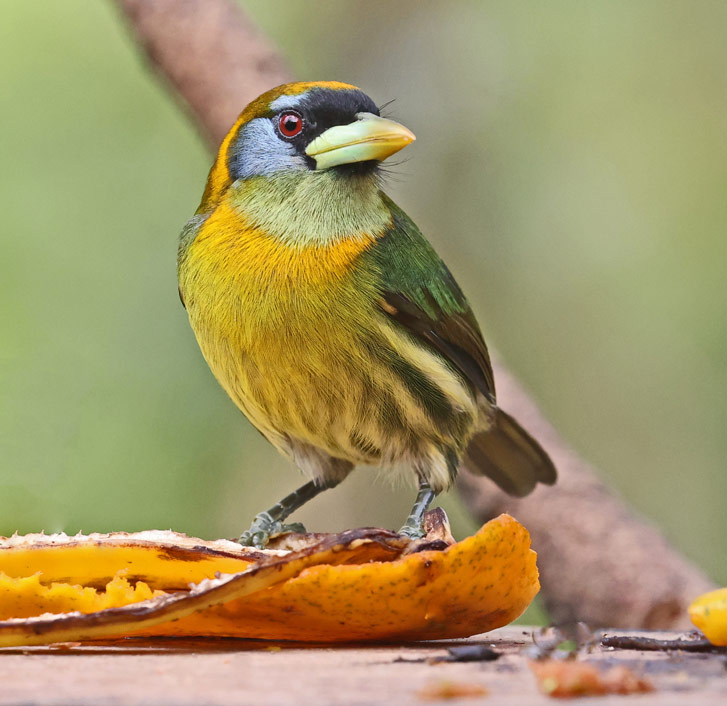 Red-headed Barbet (female)