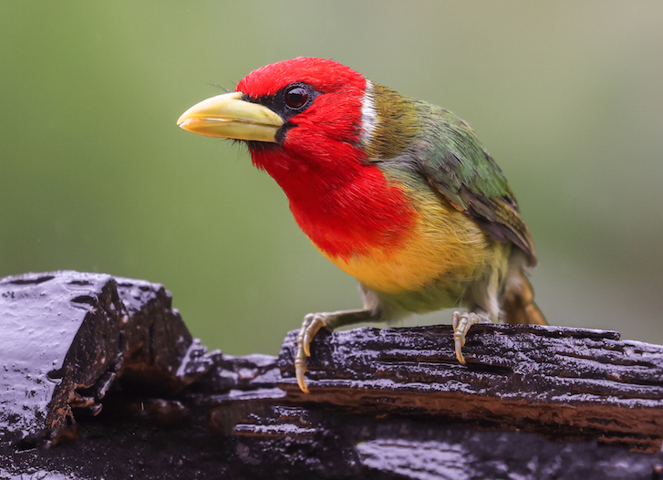 Red-headed Barbet