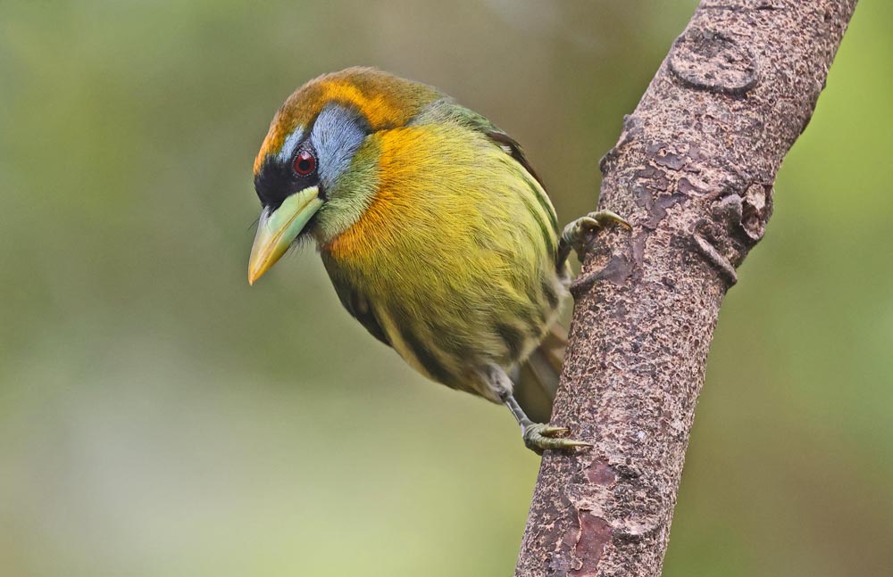 Red-headed Barbet (female)