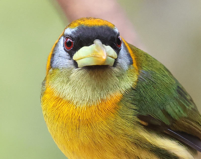 Red-headed Barbet (female)