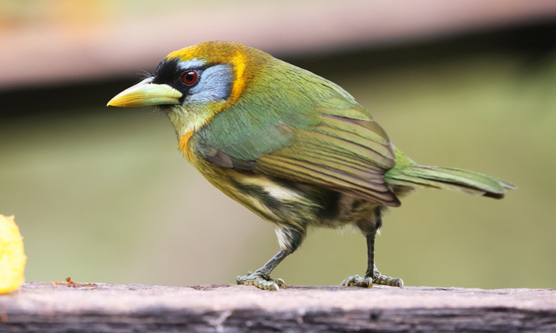 Red-headed Barbet (female)