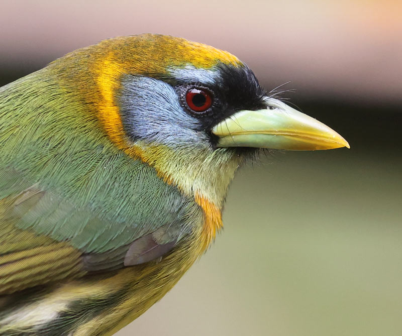 Red-headed Barbet (female)