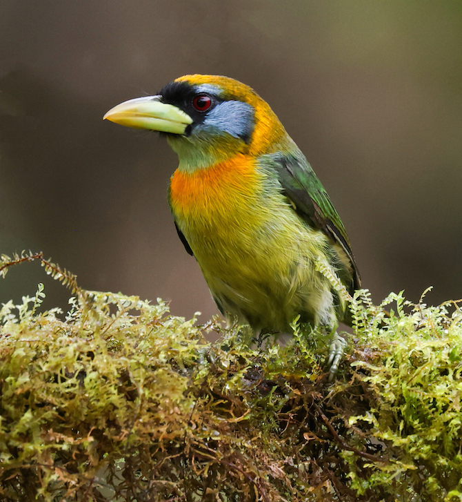 Red-headed Barbet