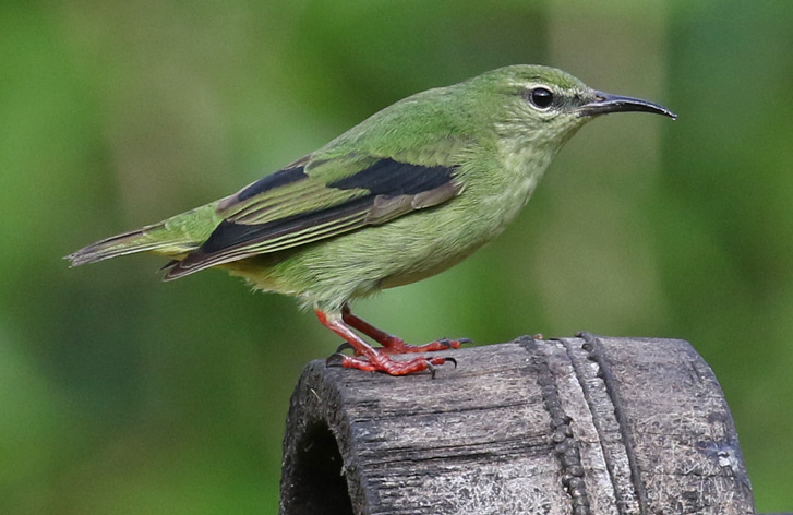 Red-legged Honeycreeper