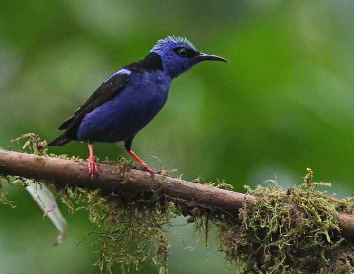 Red-legged Honeycreeper