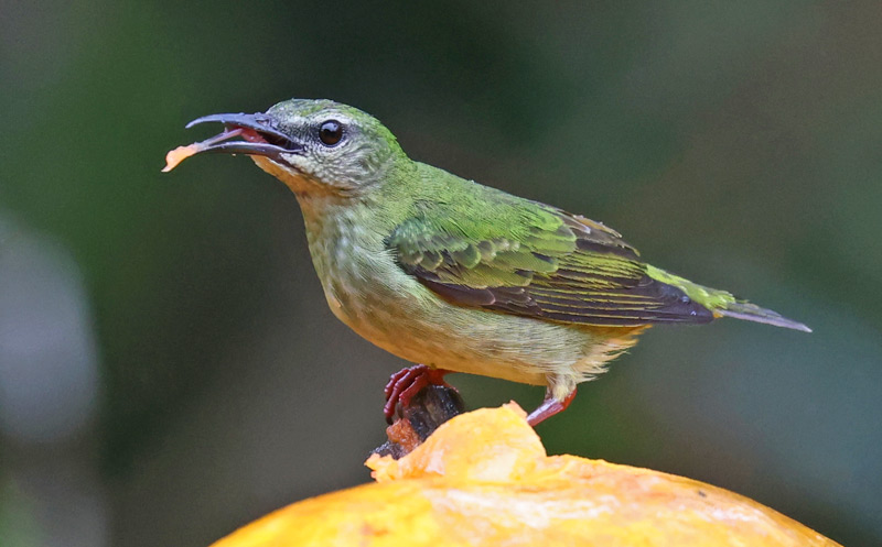Red-legged Honeycreeper