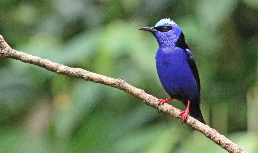 Red-legged Honeycreeper