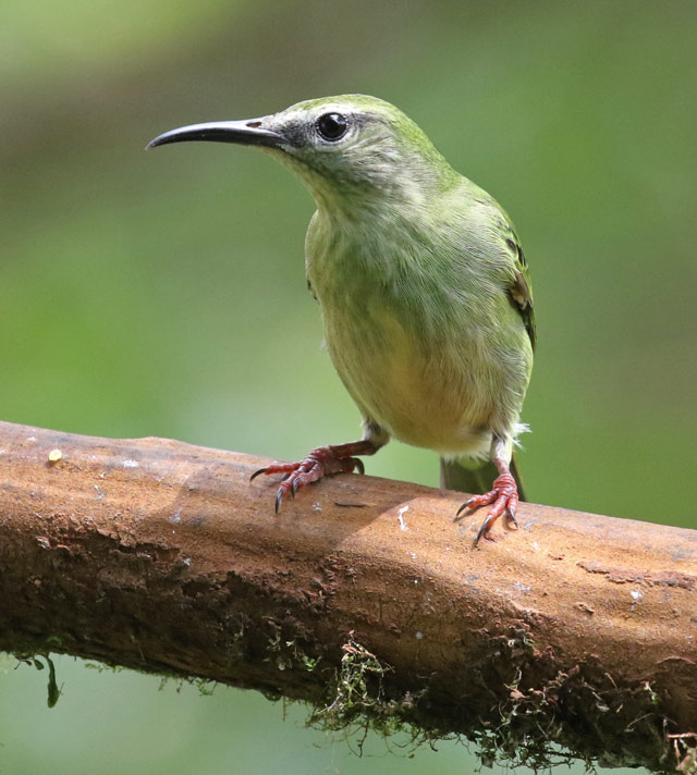 Red-legged Honeycreeper