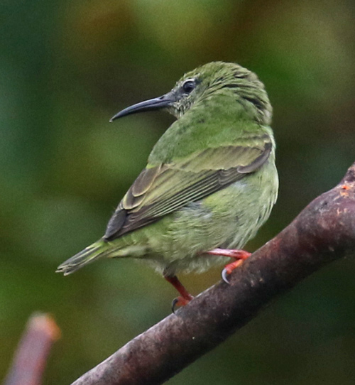 Red-legged Honeycreeper